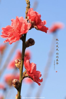 有关桃之夭夭，灼灼其华的句子