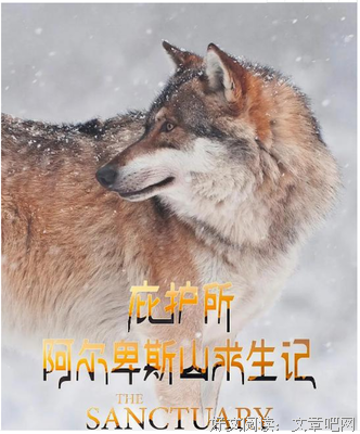 《庇护所：阿尔卑斯山求生记》好看吗？经典观后感锦集