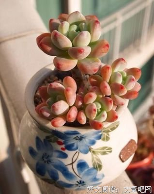 回念的优美句子