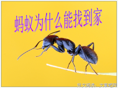 《一点就到家》好看吗？经典影评锦集