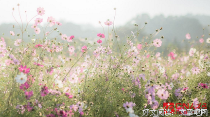 爱好优美的句子