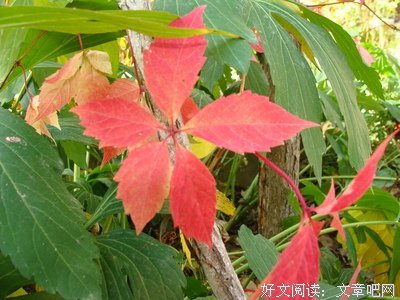 关于大漠雄鹰的句子