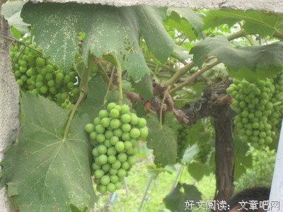 葡萄成熟的时候读后感精选