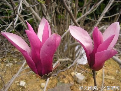 最全的《半合清风半合云》语录摘抄