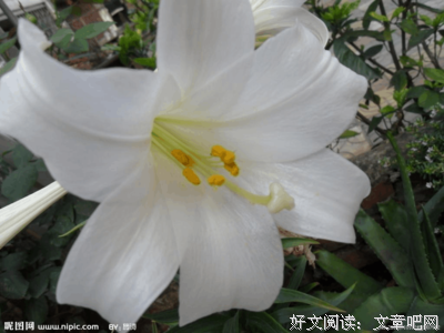 《百合花》的读后感大全