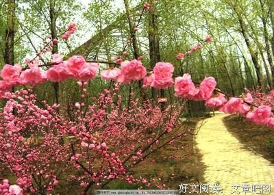 物么生物么第将便了你得过桃花句子大全