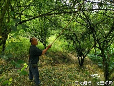 《甜了青梅配竹马》的影评大全