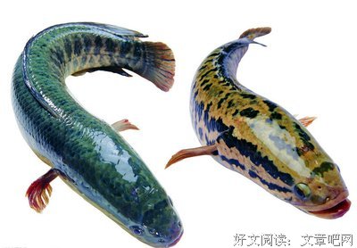 小黑鱼的读后感大全