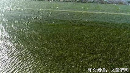 《绿野仙澳》经典观后感集