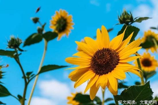 做一个心怀阳光的人
