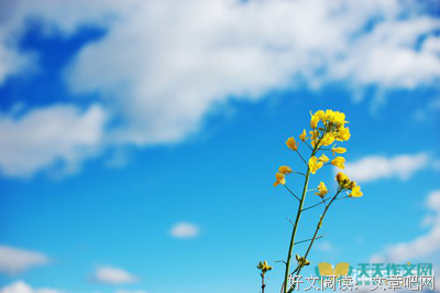 别无选择格言警句