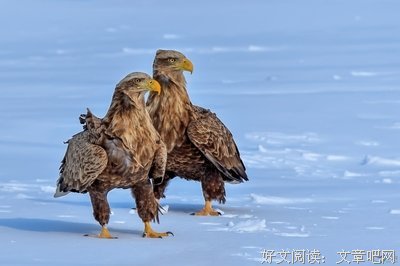 虎视眈眈格言警句