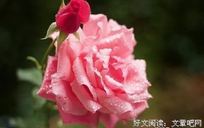 描写煞费苦心的语句摘抄