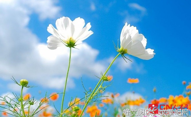 值得的优美句子