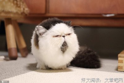 《网红喵星人》经典影评有感