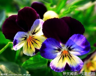 我的精生多十地并家园句子大全
