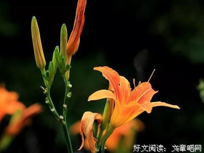 关于爱之箴言的句子