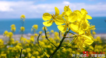 最经典的《为什么没孩如抓住爱情》好段摘抄