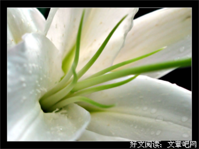 《百合》的句子