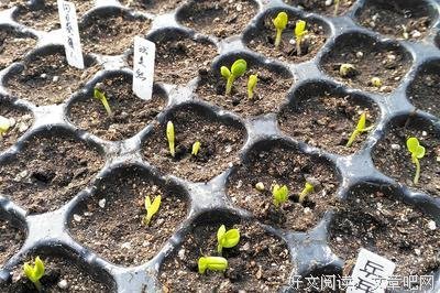 《天台饲养间》经典读后感有感