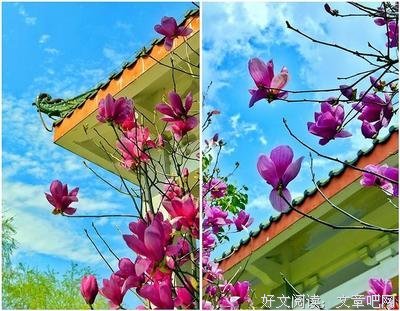 辛夷花开名言大全