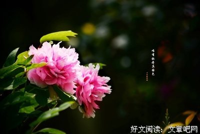 有关花影集的句子