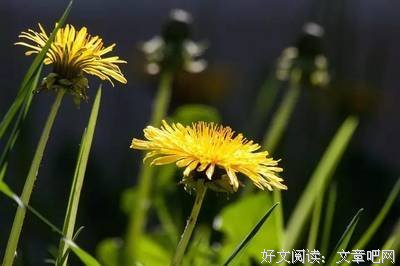 爱默生优美的句子