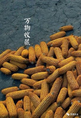 我的小屋句子大全