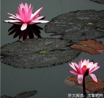 《敬你一杯烈酒》的读后感大全