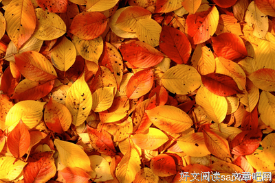 秋天，一夜之间读后感摘抄