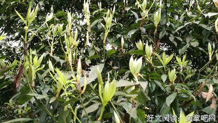 甜蜜的苦楚读后感精选