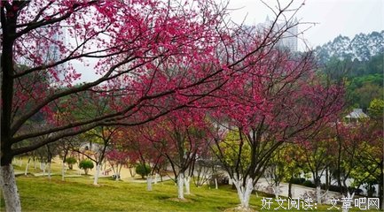 樱花四月好词好句