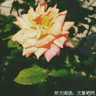 爱你时有风的优美句子