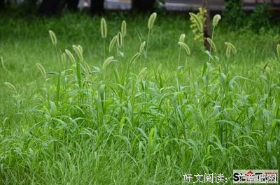百字令好词好句