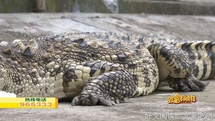 最经典的《我加热了么金出物然的冷血》经典的句子大全