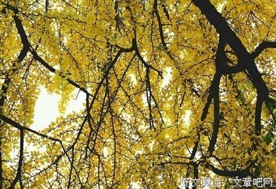 花卉读后感100字