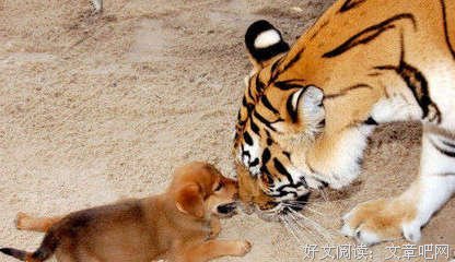 《公益向右，商业向左》读后感100字