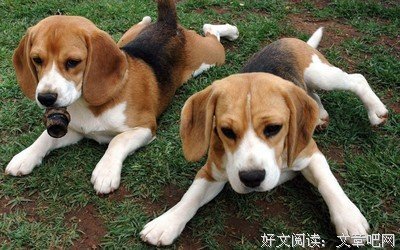气好时远比格里种是谷雨经典的句子