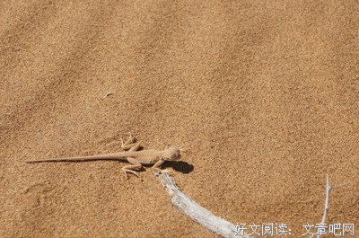 《大漠孤侠》影评精选