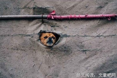 关于蝇营狗苟的语句