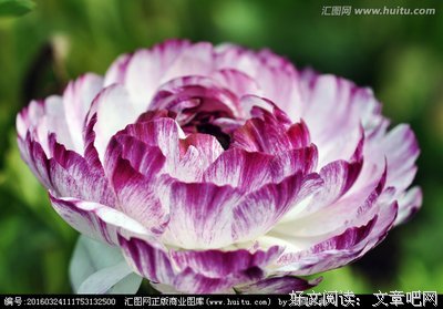 实到内芹的句子