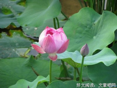 《鲸背月色》读后感1000字