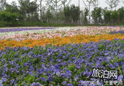 《一只非常寂寞的鸡》的观后感大全
