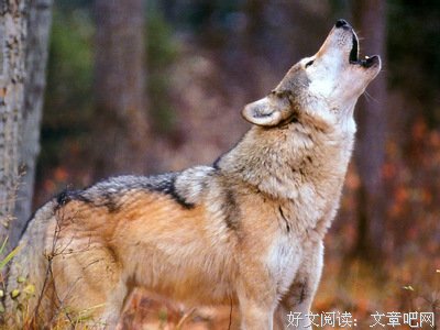 《经典之前的中国智慧》读后感摘抄