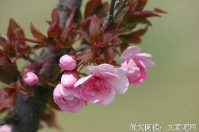 白凝名言大全