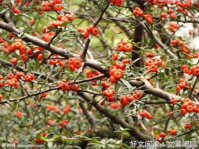 红果果的句子