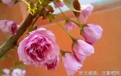 意风象（们地词更换）的优美句子