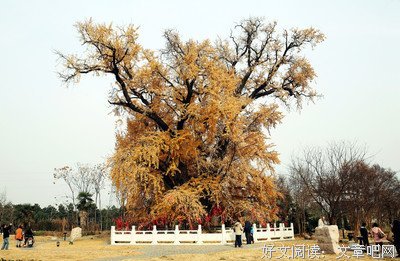 久久重阳，为父母祈福！