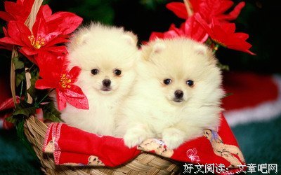 《狗狗不可告人的秘密》的读后感大全