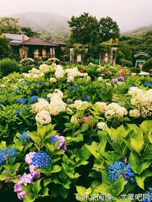 《生如夏花》影评100字